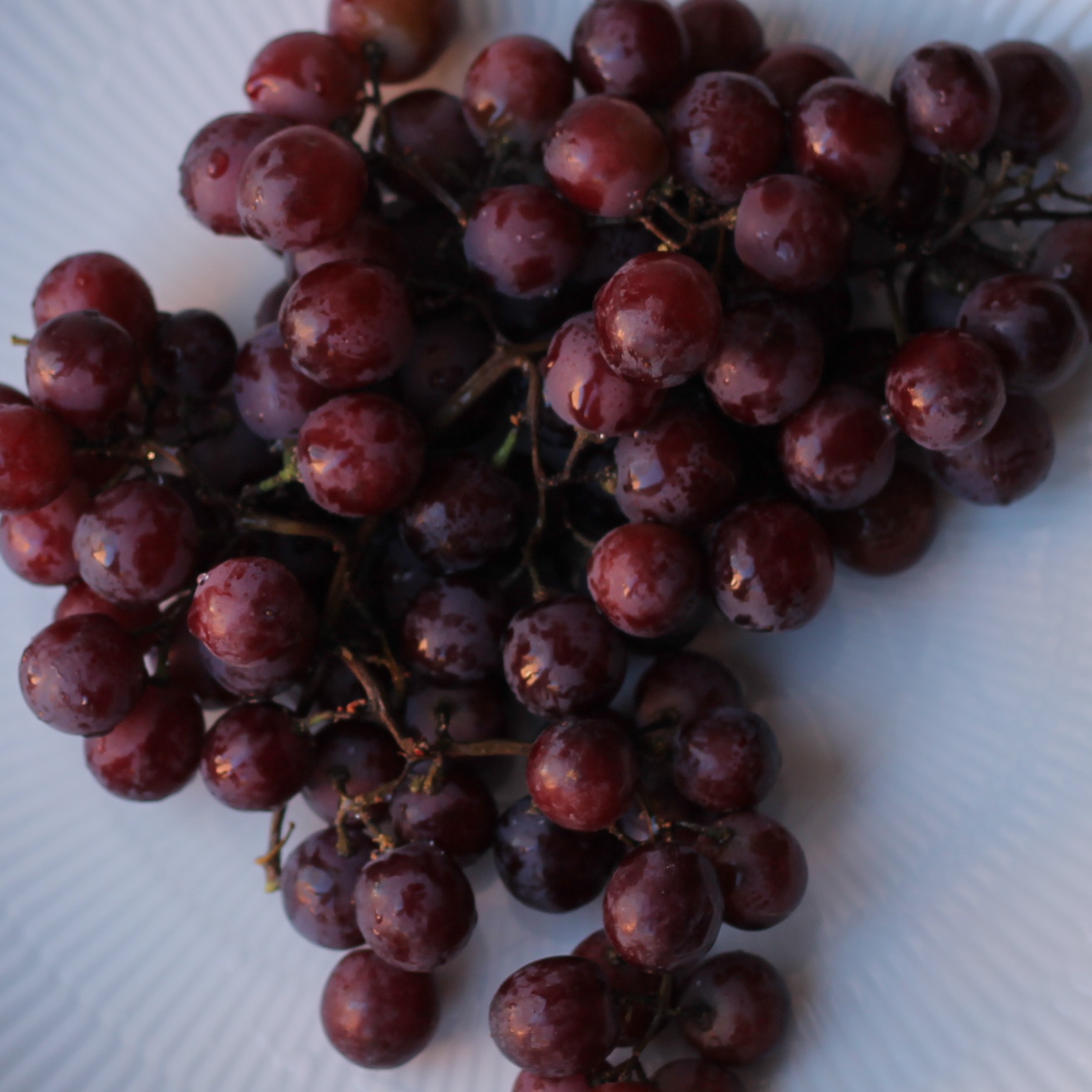 Close-up of red wine grapes